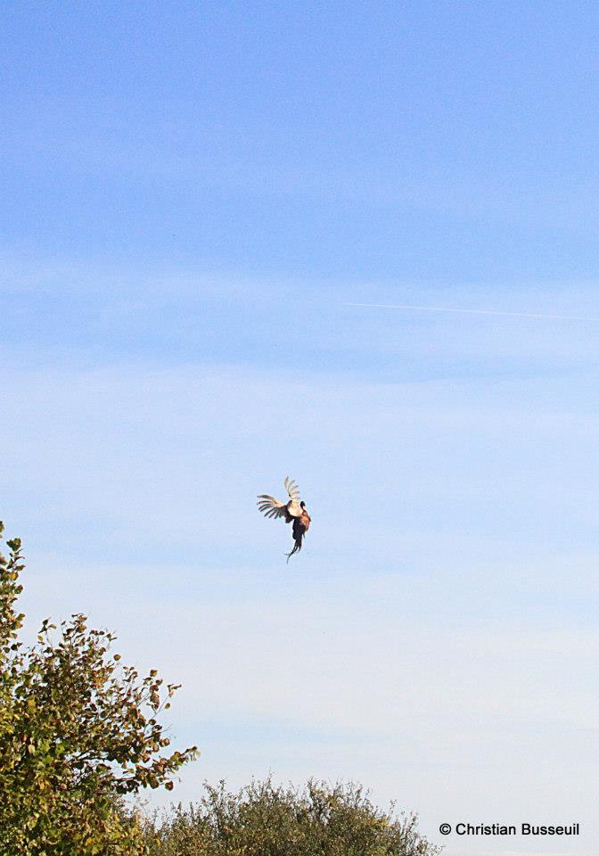 10690294_392997624191173_8723718264992698727_n